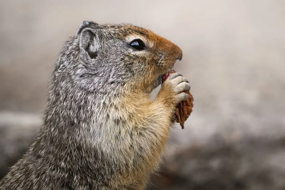 Irongate Rodent Control ready to serve Bartlett