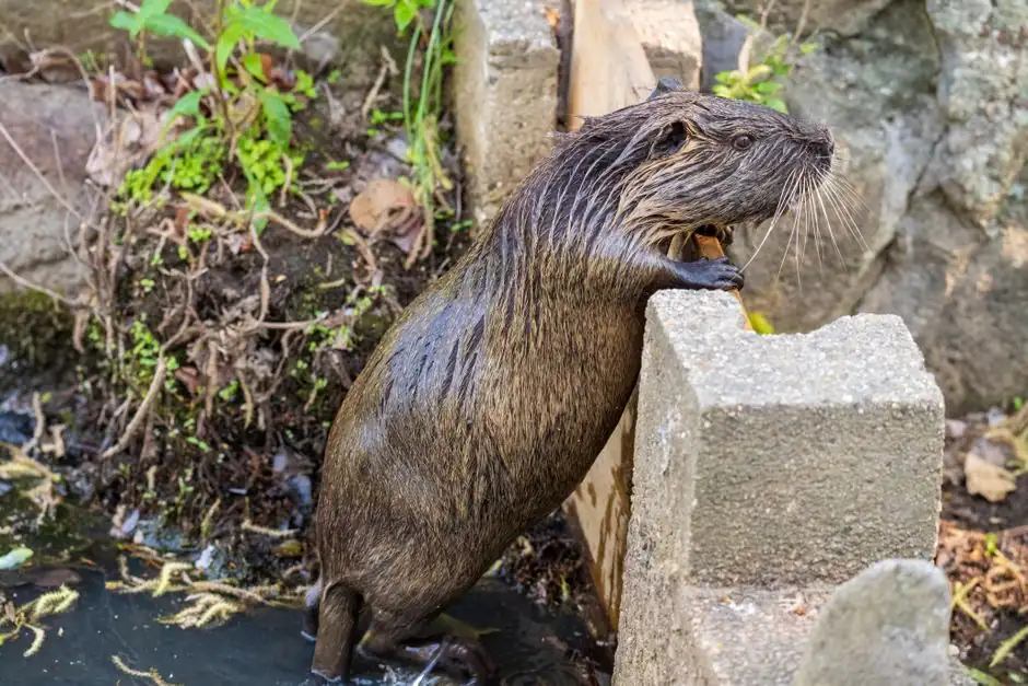 Irongate Rodent Control team