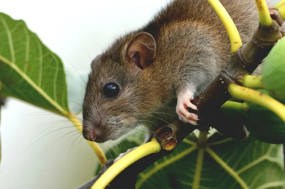 Irongate Rodent Control team