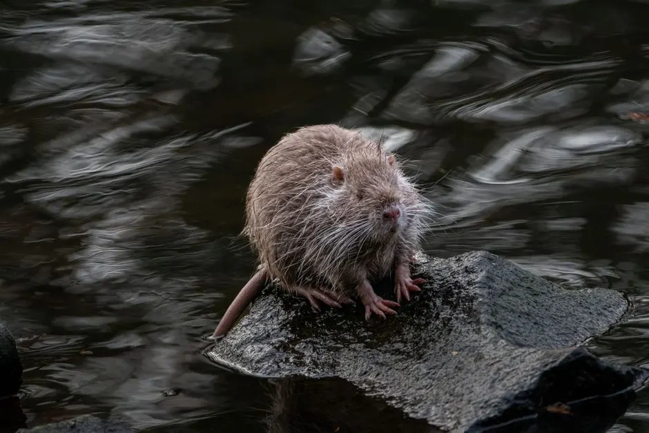 Rodent Exclusion & Entry Point Sealing in Monee