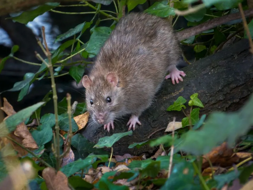 Irongate Rodent Control team