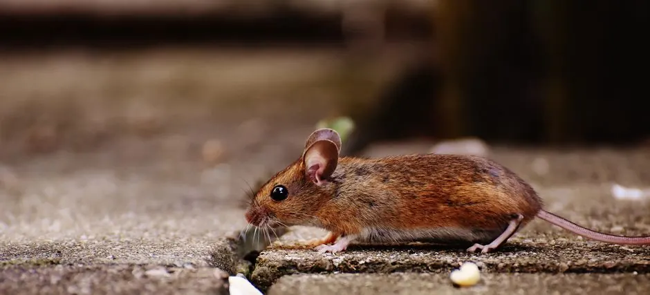 Attic & Crawl Space Rodent Cleanup in Winfield