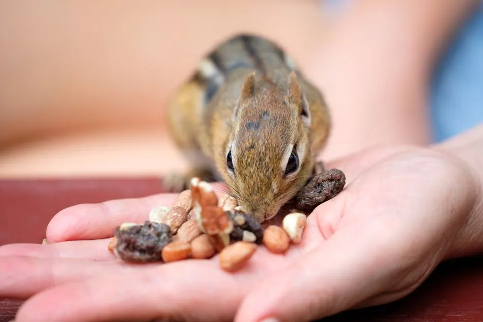Irongate Rodent Control ready to serve Effingham