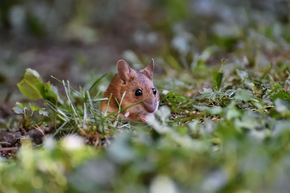 Rat Control in Algonquin