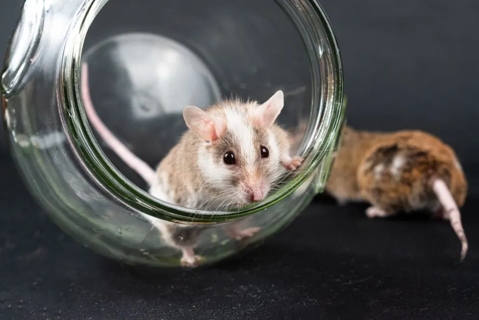 Garage & Basement Rodent Control in Bartlett