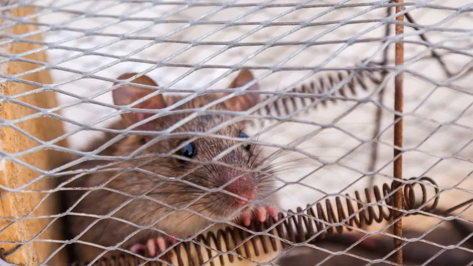 Irongate Rodent Control team