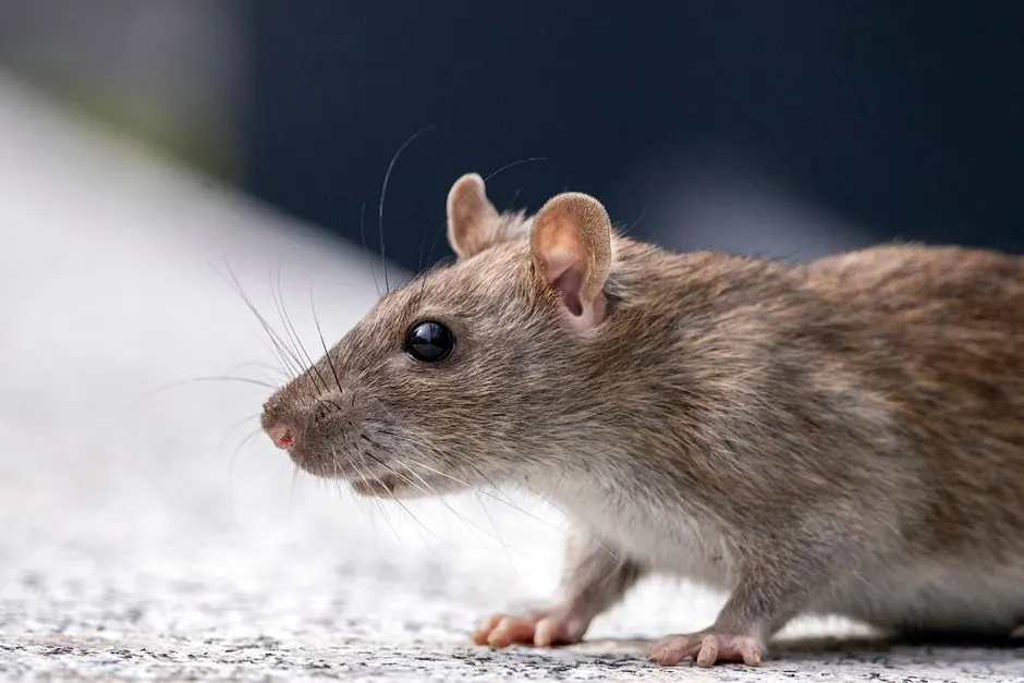Mouse Control in Monee