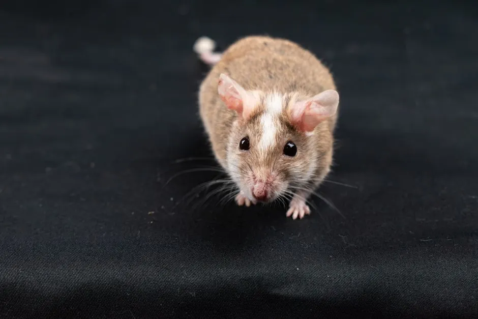 Rodent Inspection & Estimates