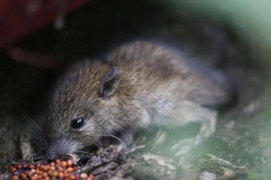 Irongate Rodent Control team