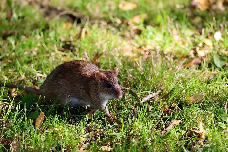 Mouse Control in Olney