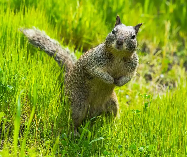Irongate Rodent Control ready to serve Monee