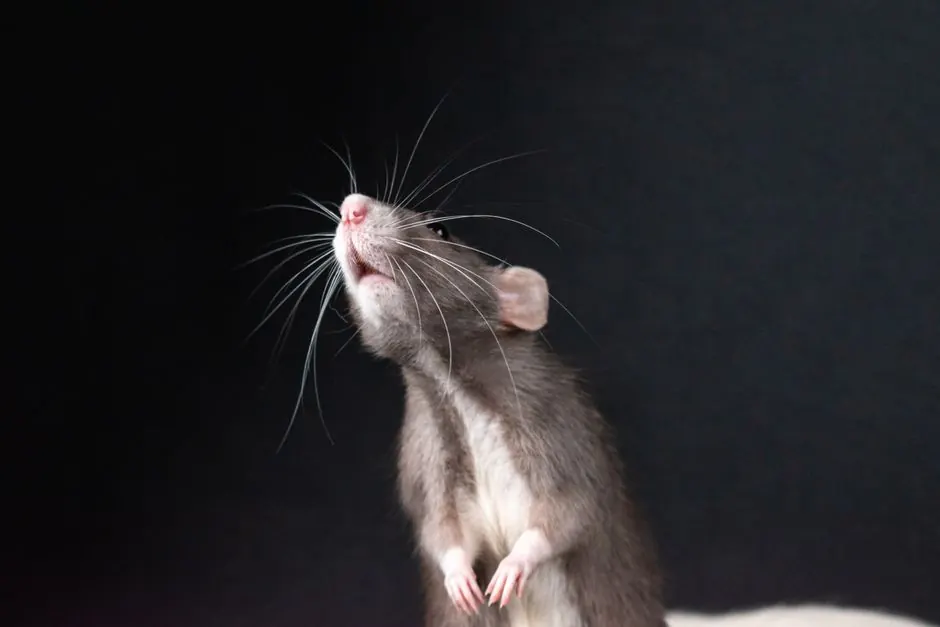 Irongate Rodent Control team