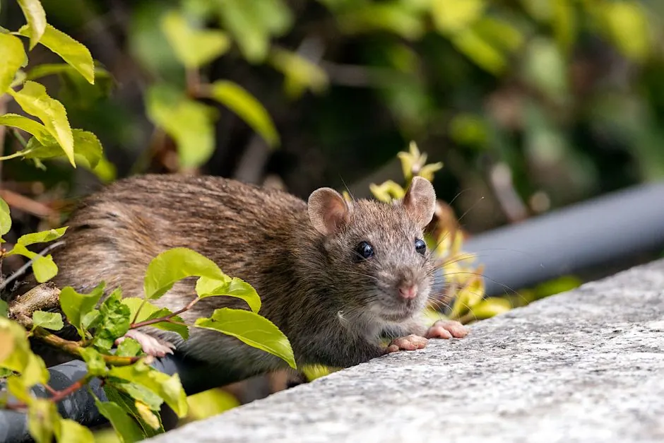 Rodent Inspection & Estimates in Algonquin