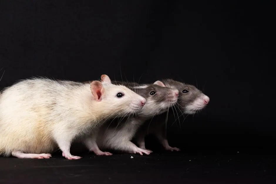 Irongate Rodent Control team